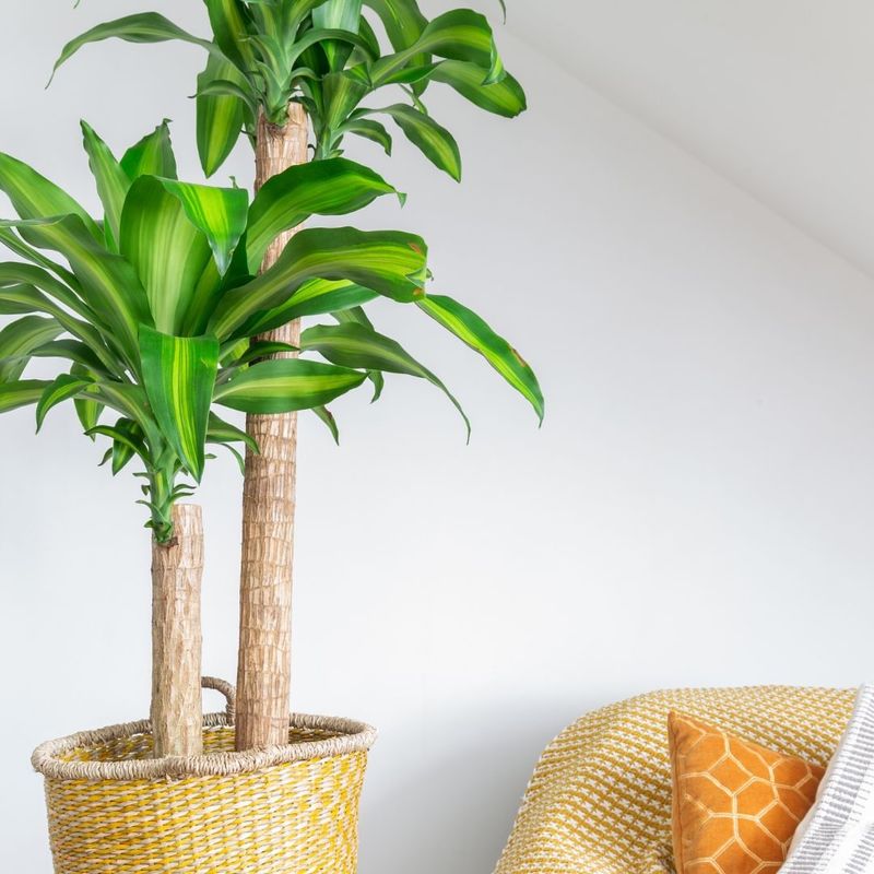 Dracaena Dominates With Tall Architectural Form