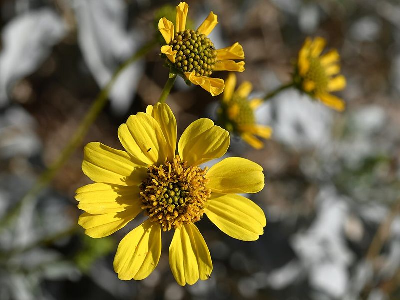 Brittlebush Thrives In Full Sun With Minimal Irrigation