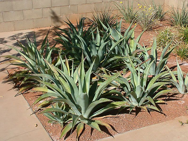 Octopus Agave Introduces Movement With Arching Leaves