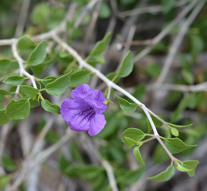 Desert Ruellia Handles Heat And Expands Steadily