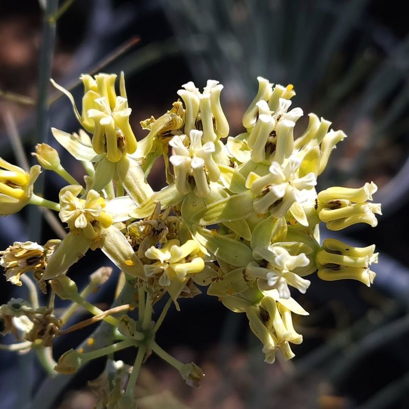 Desert Milkweed Essential For Monarchs In Heat