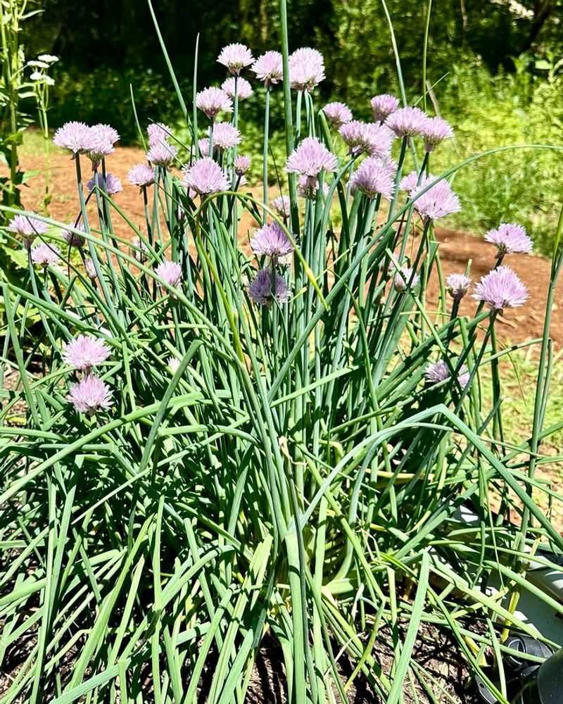 Chives 