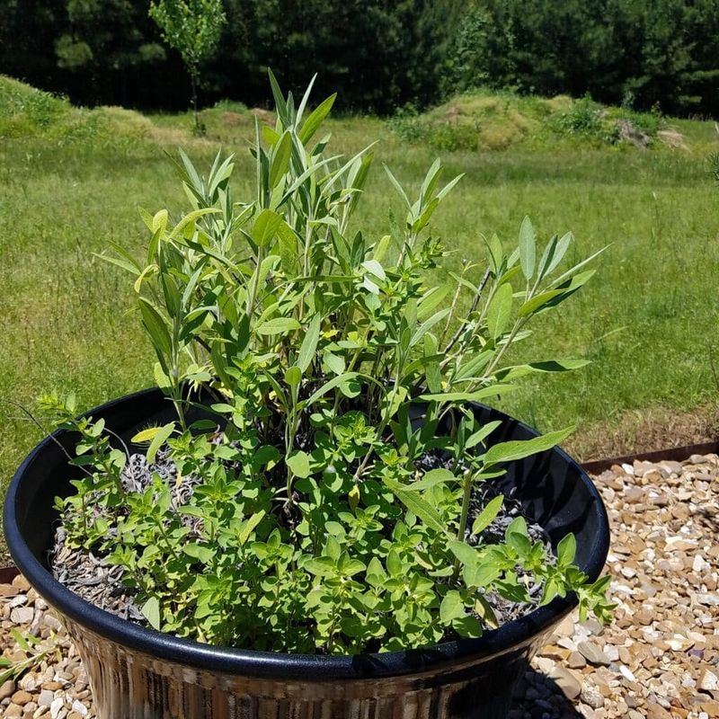 Oregano And Sage Fill Pots With Fragrant Summer Growth
