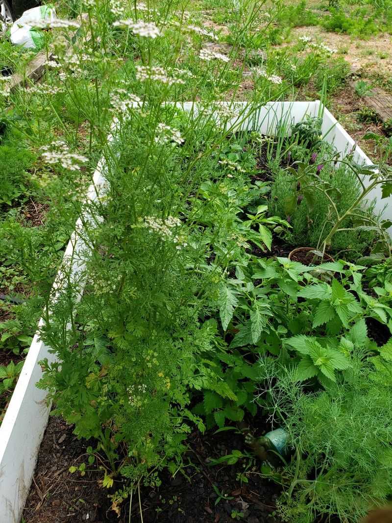 Cilantro And Dill Pair Well In Cooler Parts Of The Season