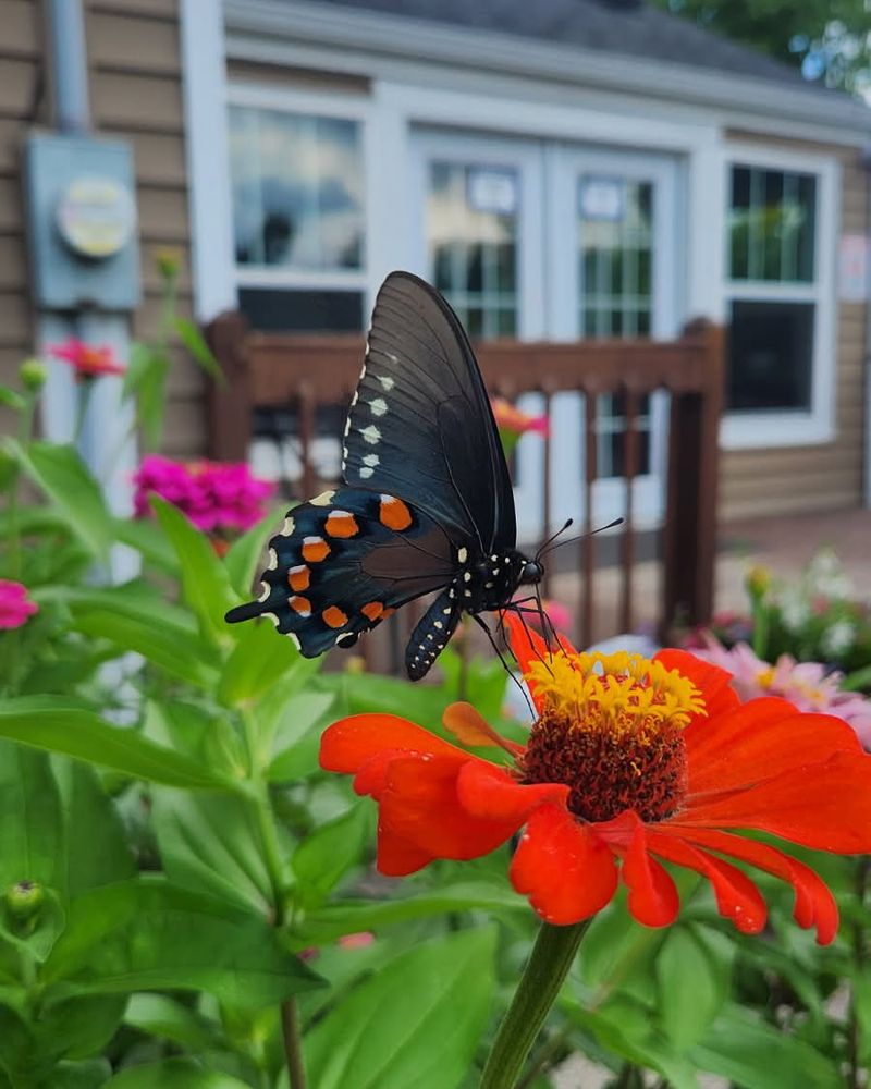 Zinnias Bring Fast Color And Easy Butterfly Stops