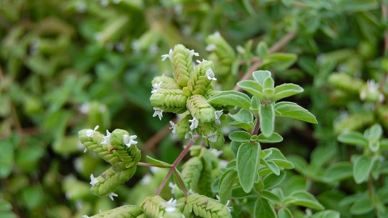 Oregano For Bold Kitchen Flavor