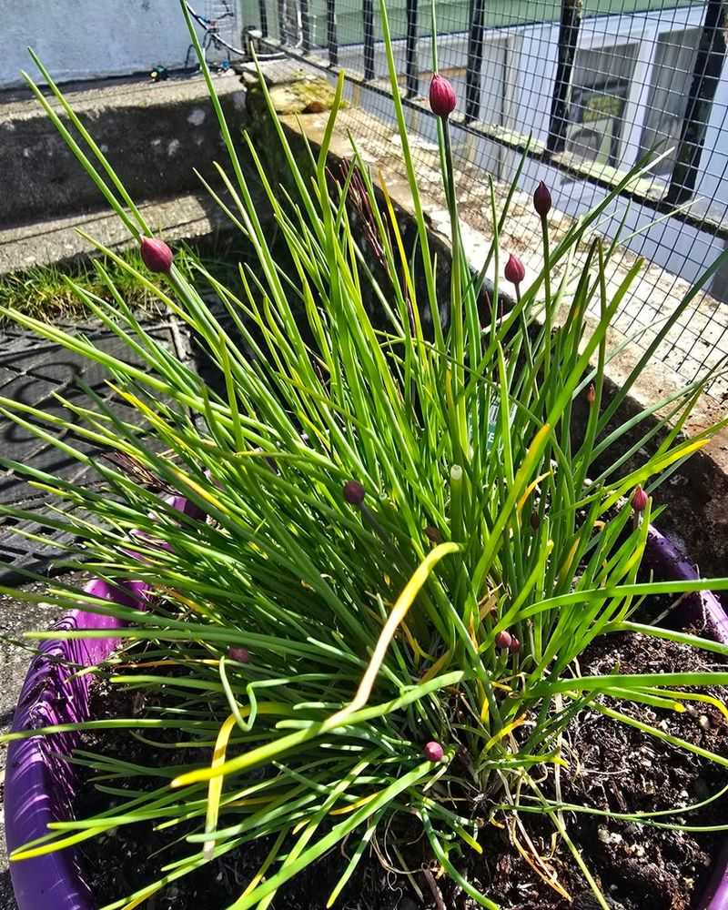 Chives Regrow Quickly After Each Cut