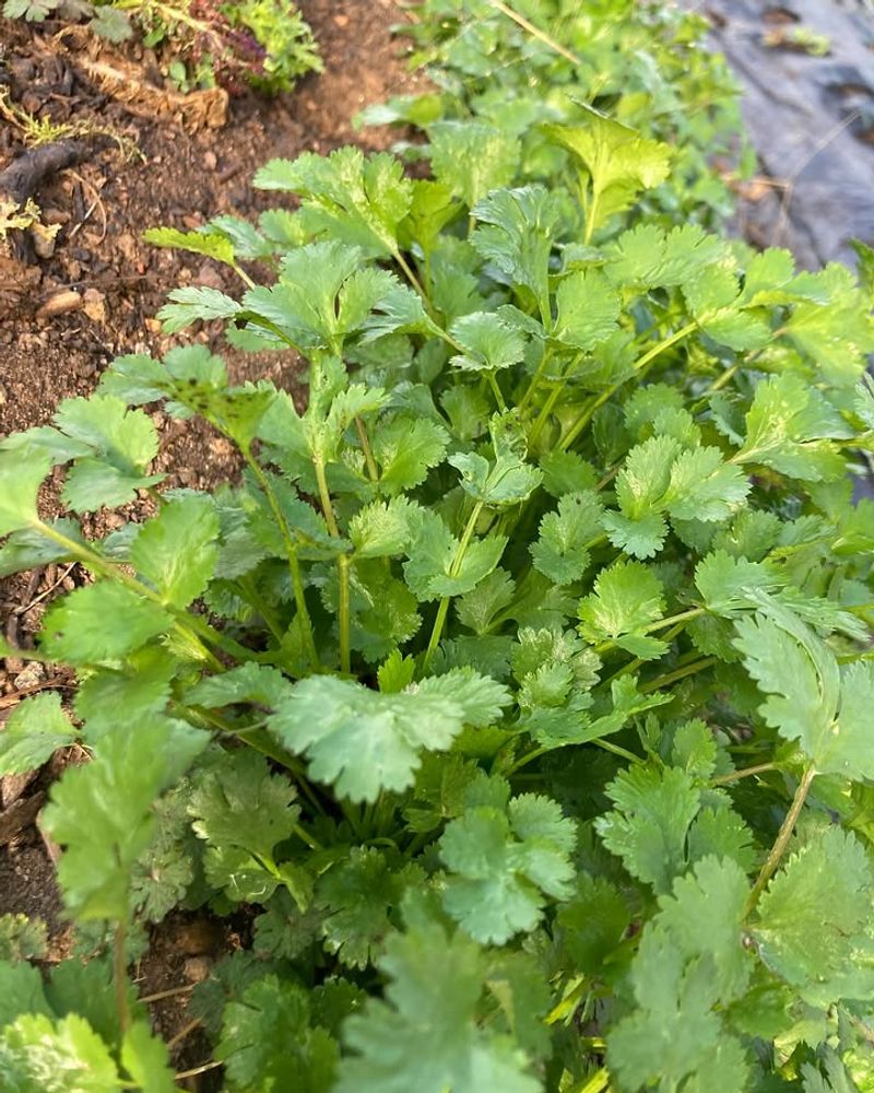 Cilantro Grows Best Before Warmer Weather Arrives