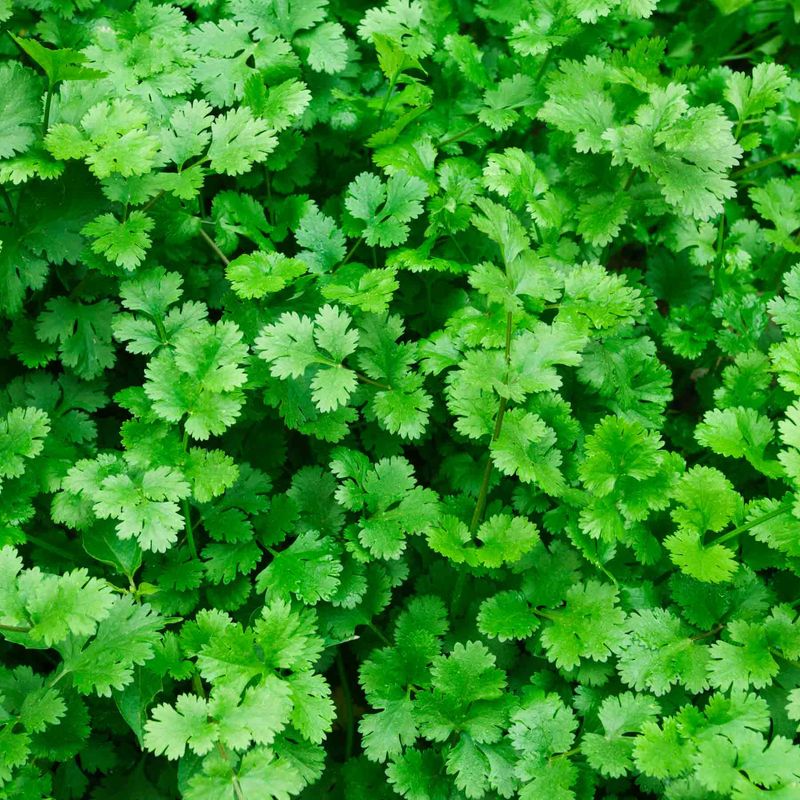 Cilantro (Coriandrum Sativum)