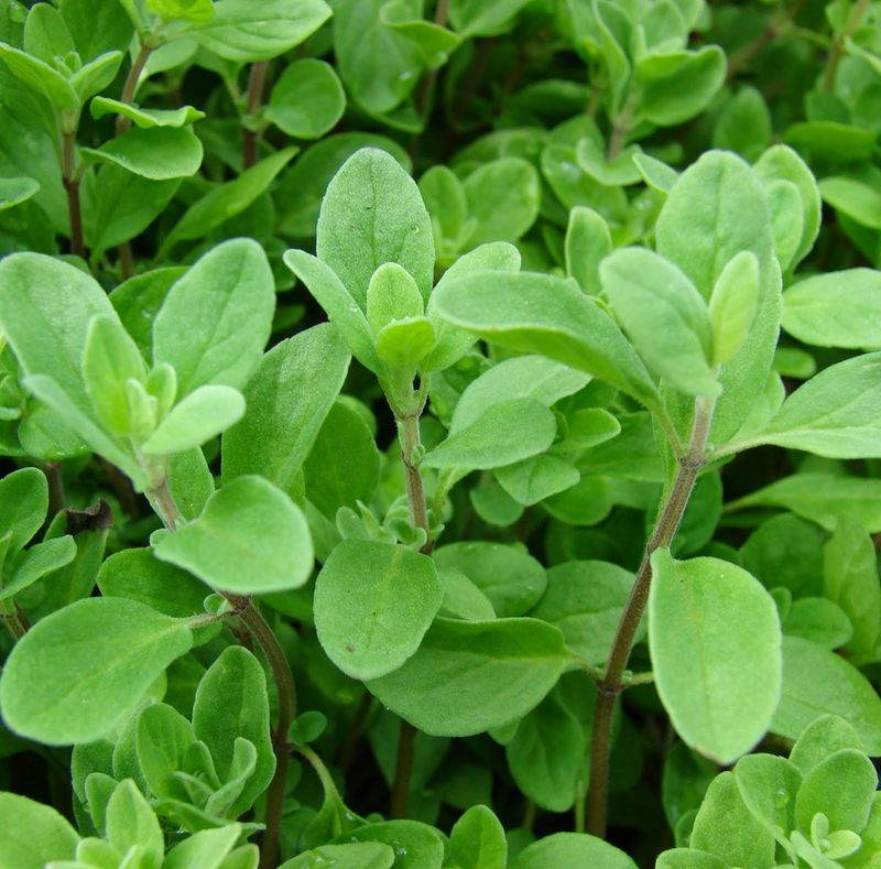 Marjoram (Origanum majorana)
