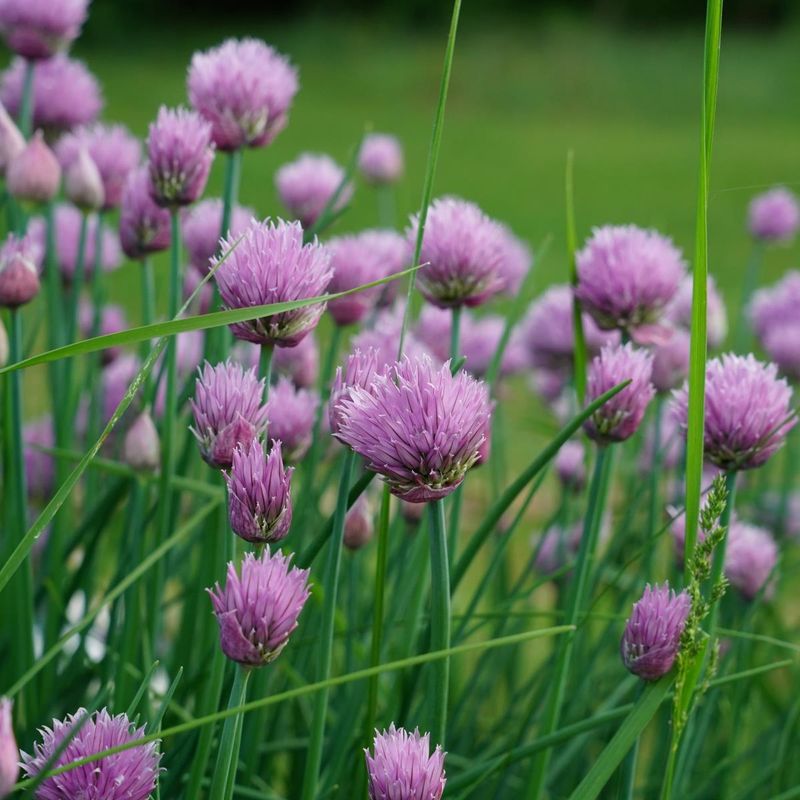 Chives (Allium schoenoprasum)
