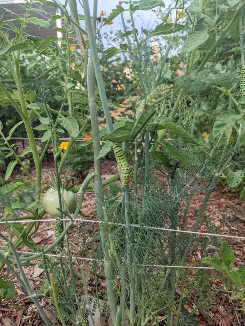 Dill (Anethum graveolens)