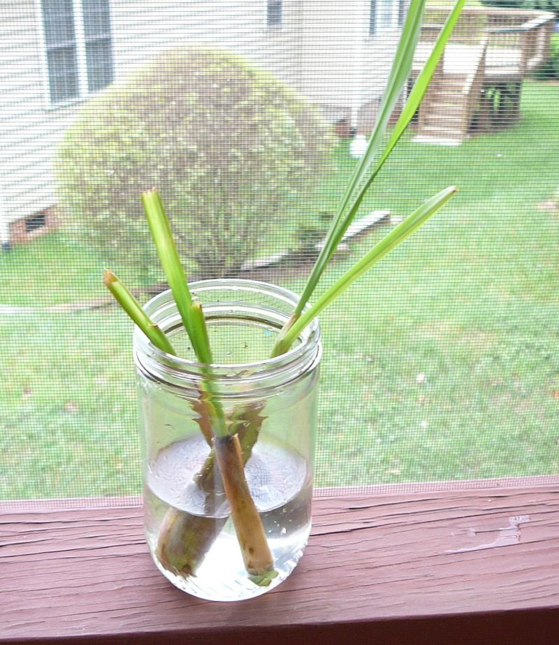 Lavender Produces Fragrant Blooms Even In Water