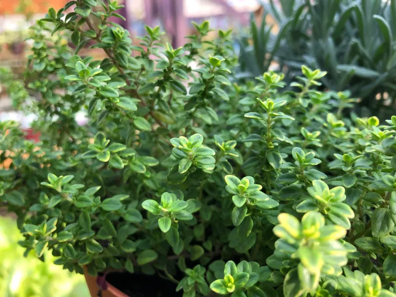Thyme Thriving With Minimal Care