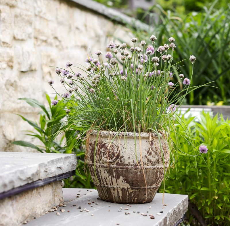 Chives Return Each Year And Fit Well In Pots