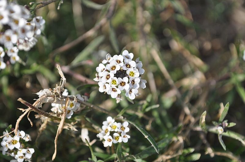 Alyssum Attracts Hoverflies That Feed On Aphids