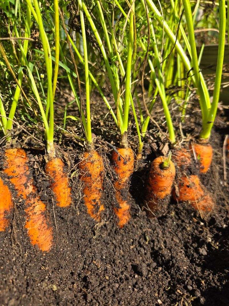 Carrots Grow Beautifully In Northern Michigan's Cool April Soil