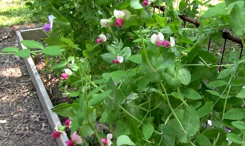 Peas Do Better When Planted Directly Outdoors