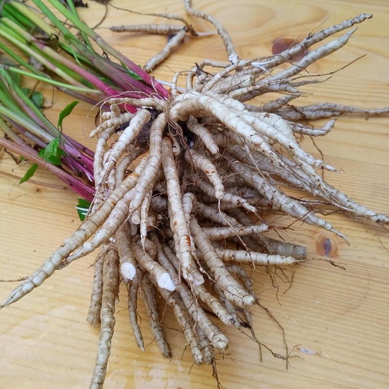 Skirret (Sium sisarum)