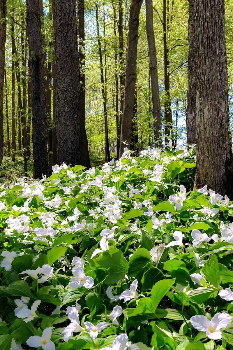 Woodland-Style Plantings Are A Natural Fit For White Trillium