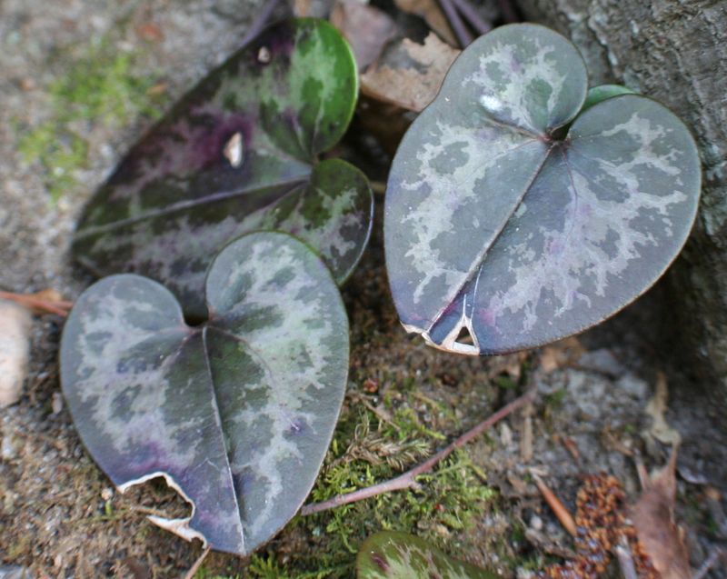 Virginia Heartleaf With Hidden Woodland Charm