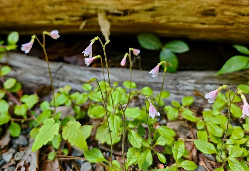 Twinflower Bringing Delicate Blooms To Shady Spots