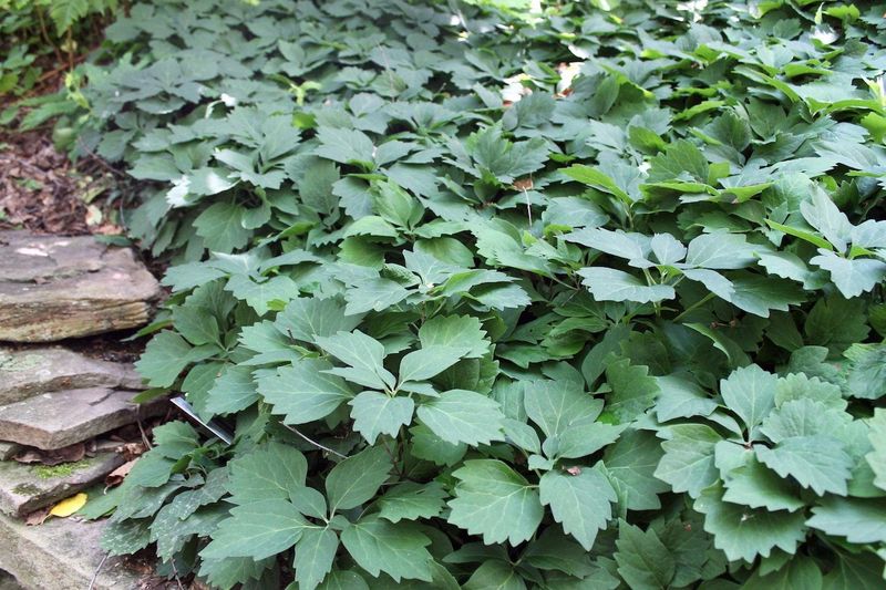 Allegheny Spurge Works Well In Woodland Gardens