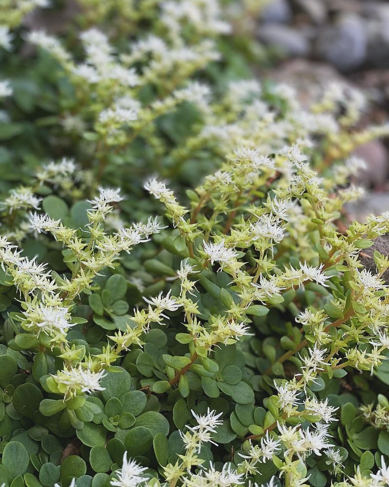 Wild Stonecrop Creeps Along The Ground Easily
