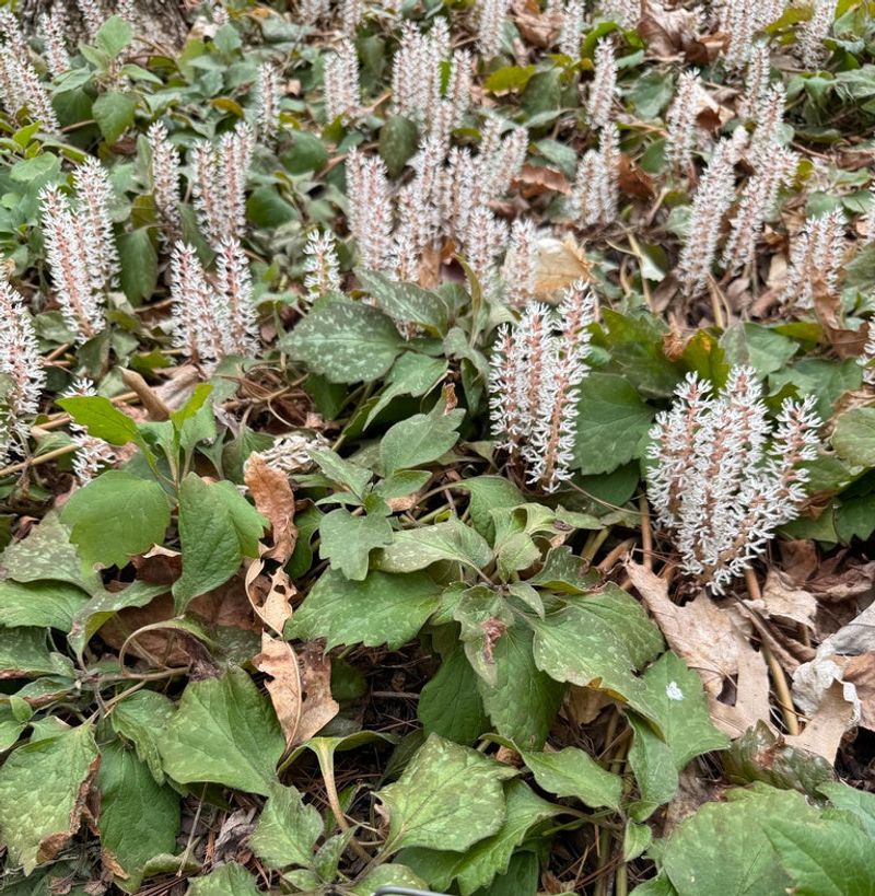 Allegheny Spurge 