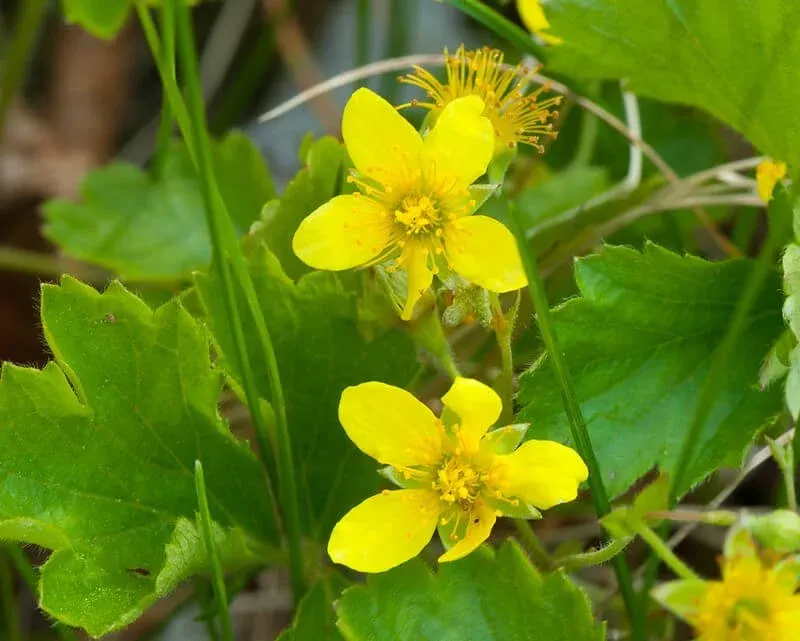 Barren Strawberry