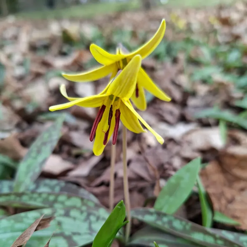 Trout Lily (Erythronium americanum)
