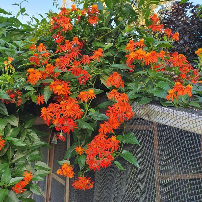 Mexican Flame Vine Performs Well In Warm Container Setups