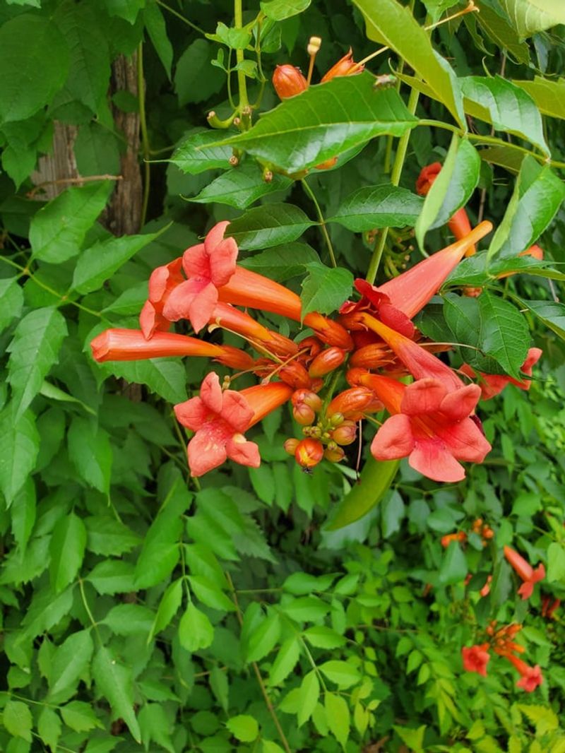 Trumpet Vine Grows Strong And Attracts Hummingbirds