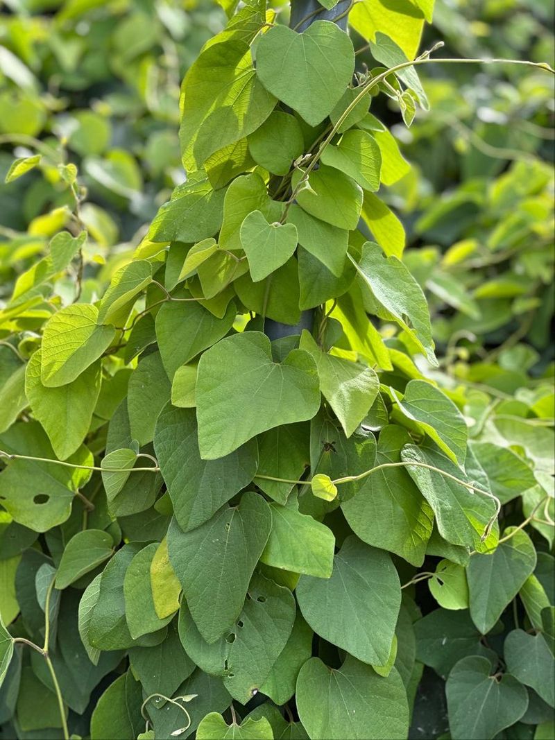 Dutchman's Pipe Creates Dense Shade And Coverage