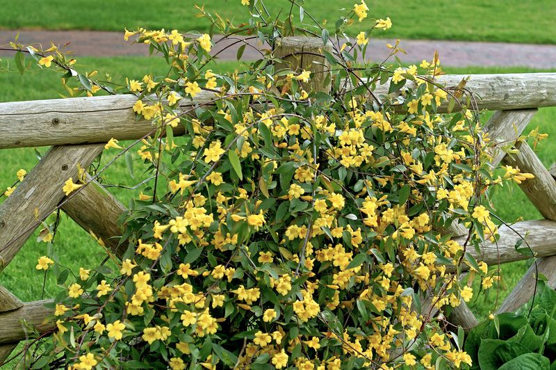 Carolina Jessamine Adds Early Color And Climbing Growth