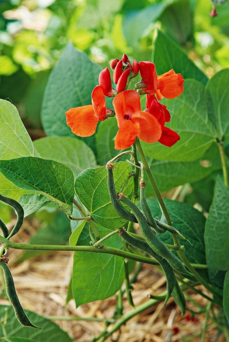 Scarlet Runner Bean Climbing Fast With Bold Red Blooms