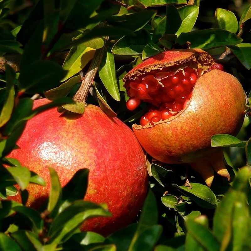 Pomegranate (Punica granatum)