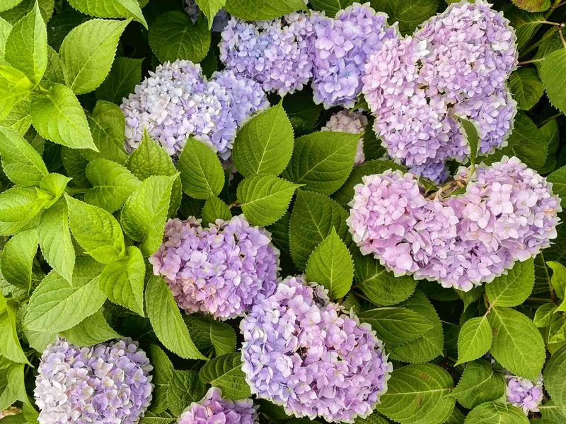 Smooth Hydrangea (Hydrangea arborescens)