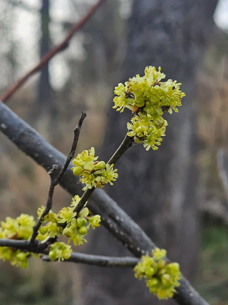 Spicebush (Lindera benzoin)