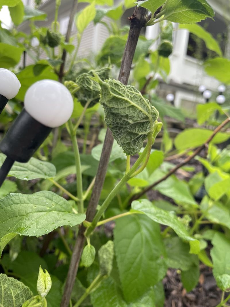 Remove The Damage Before It Gets Worse