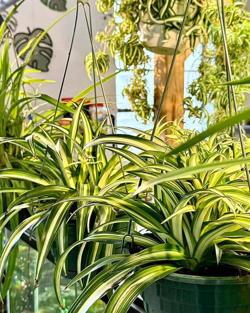 Spider Plant Sends Out Playful Runners