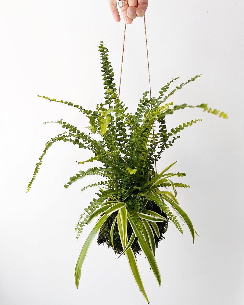 Spider Plant And Lemon Button Fern For Humid Indoor Spaces