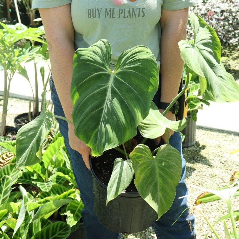 Philodendron Grows Lush And Full In Protected Outdoor Spots