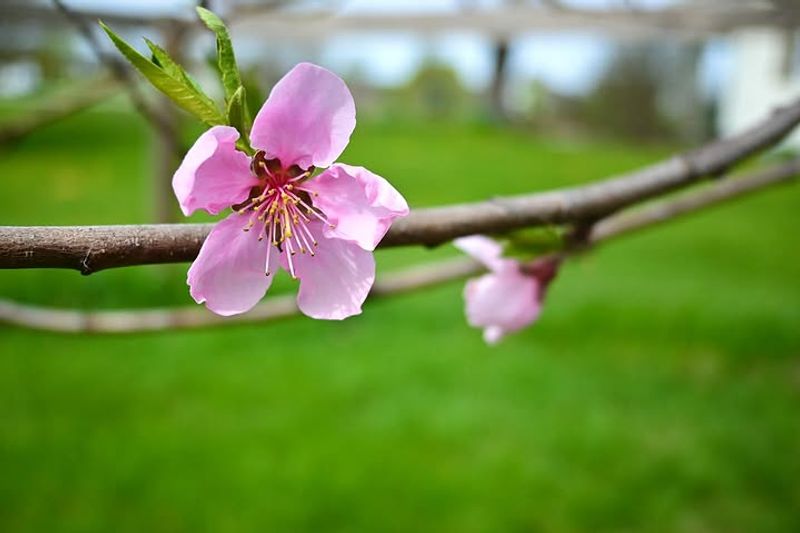 Nectarine Blossoms Need Watching When Rain Lingers