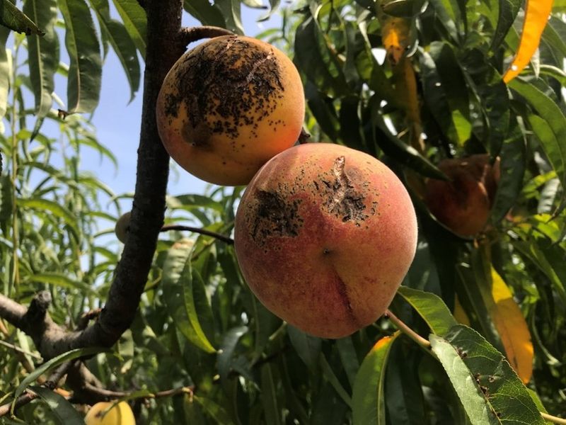 Bacterial Spot Affects Leaves And Fruit Surfaces