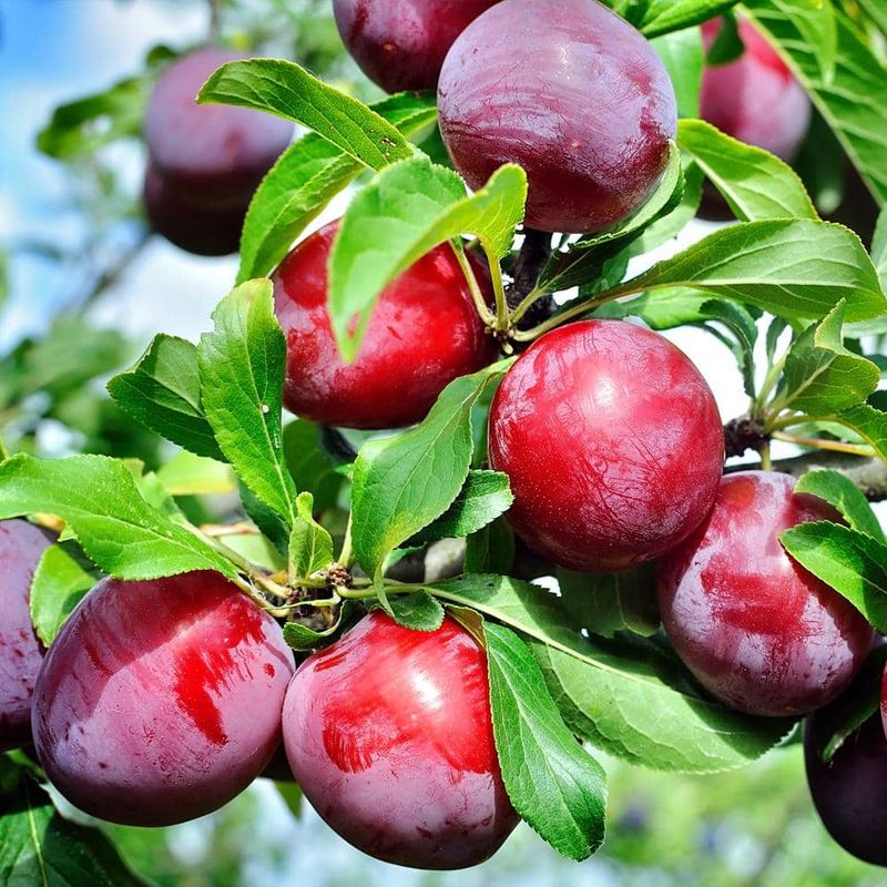 Plum Trees Offer Early Harvests In Home Orchards