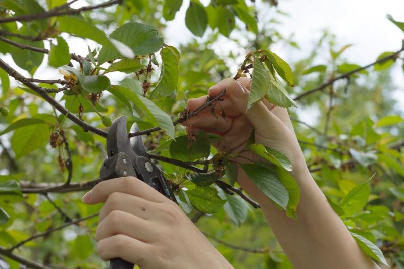 Flowering Cherry Should Be Trimmed Right After Bloom Fades