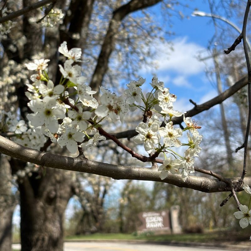 Pear Trees Need Balanced Nutrients As Spring Growth Picks Up