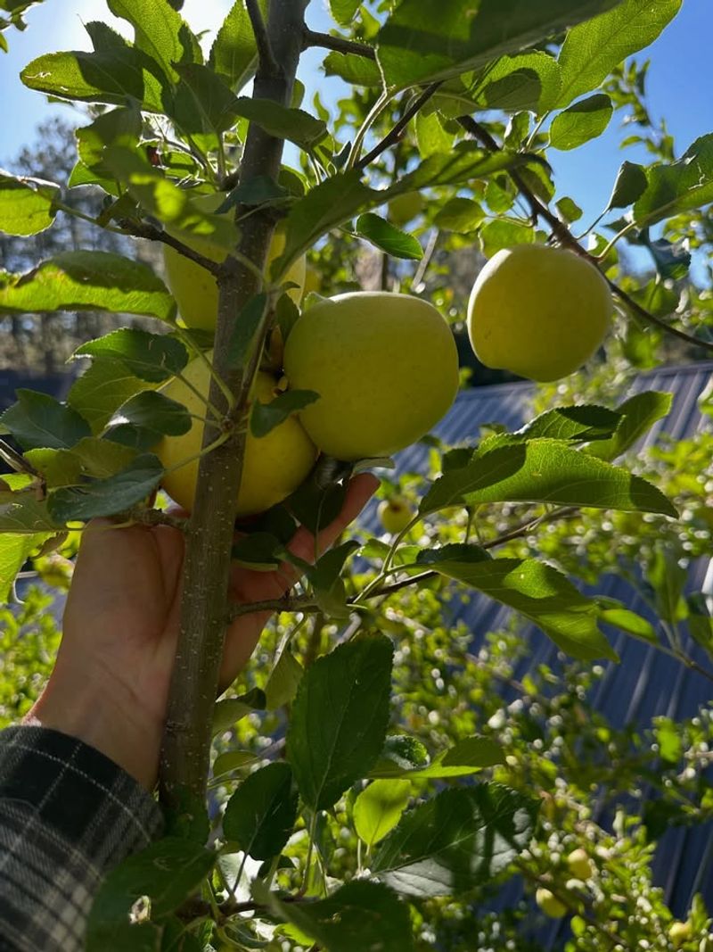 Apple Trees Grow Better With Spring Nutrients