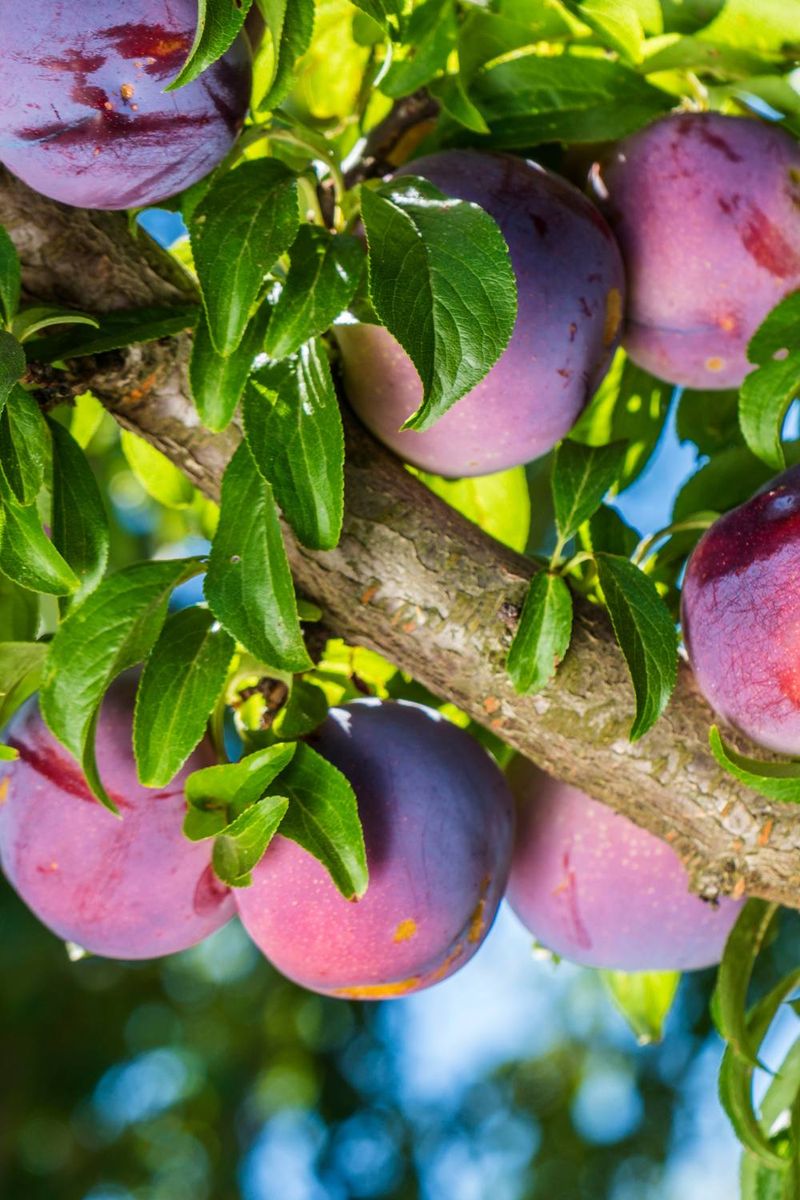 Plum Trees That Keep Developing Smoothly